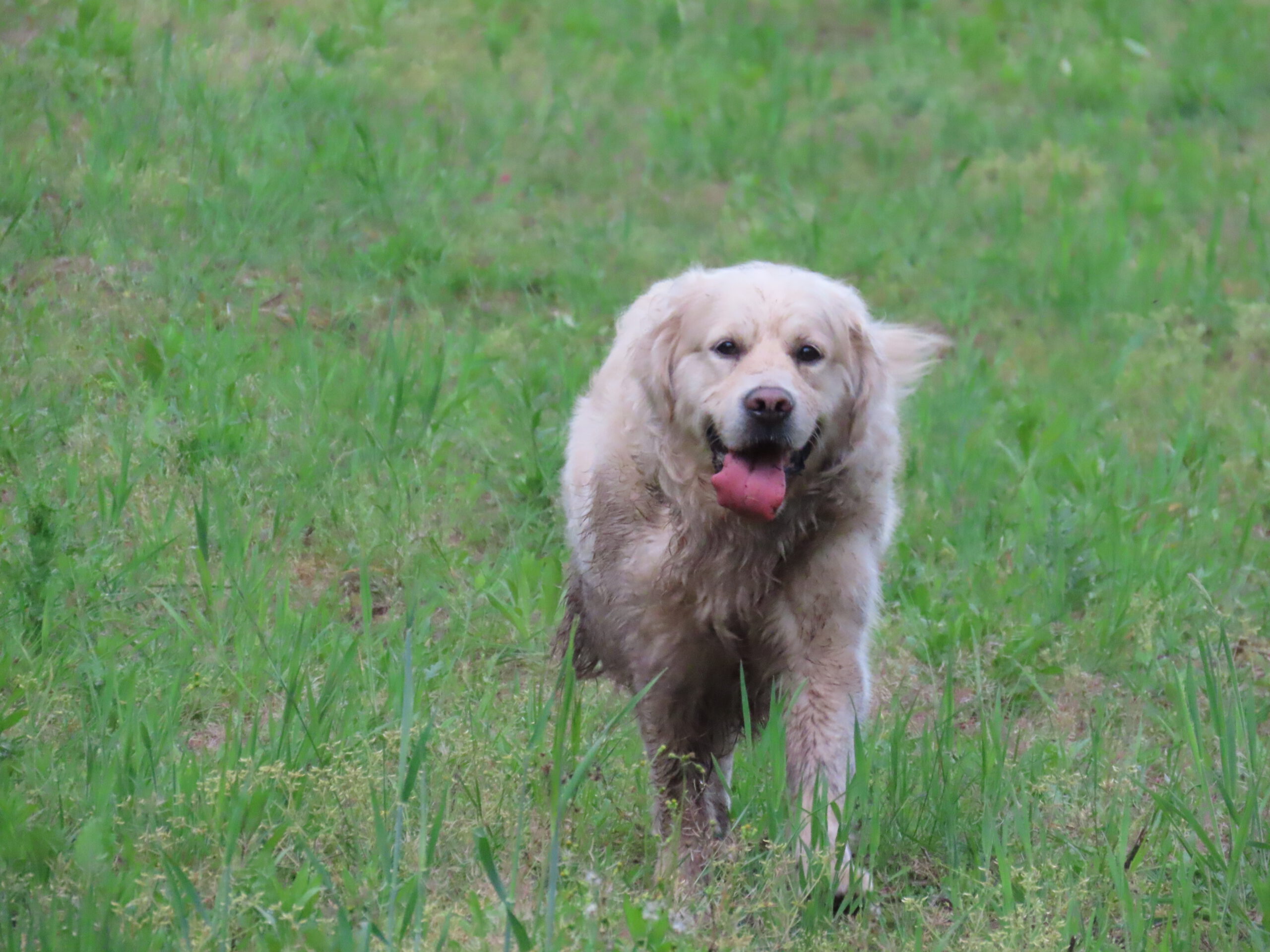 Onze golden retriever Max