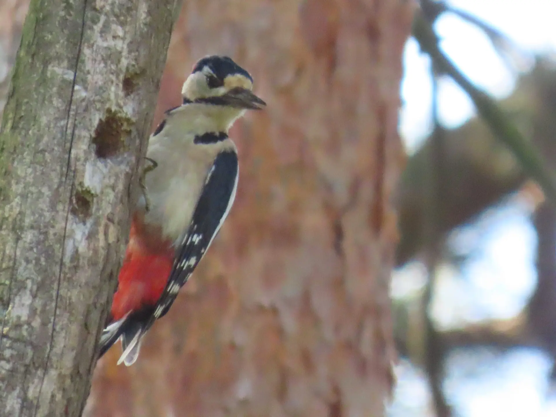 Bonte specht in de tuin