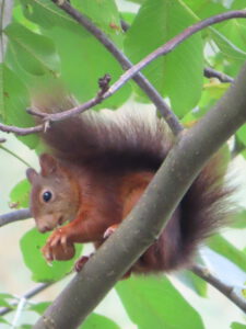 Één van de eekhoorns in onze tuin